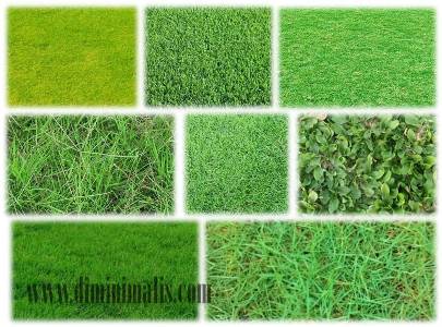 rumput taman rumah
