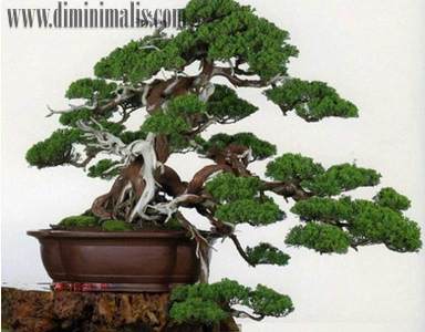manfaat tanaman bonsai untuk kesehatan, khasiat tanaman bonsai