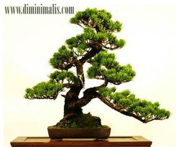 manfaat tanaman bonsai untuk kesehatan, khasiat tanaman bonsai