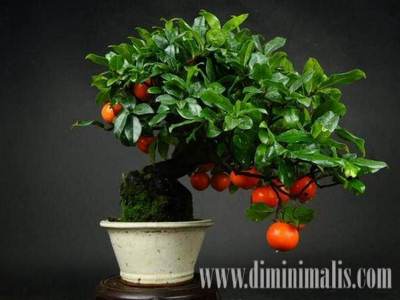 cara membuat bonsai buah, cara membuat bonsai buah naga, cara membuat bonsai buah jeruk, cara membuat bonsai buah-buahan, pohon bonsai berbuah