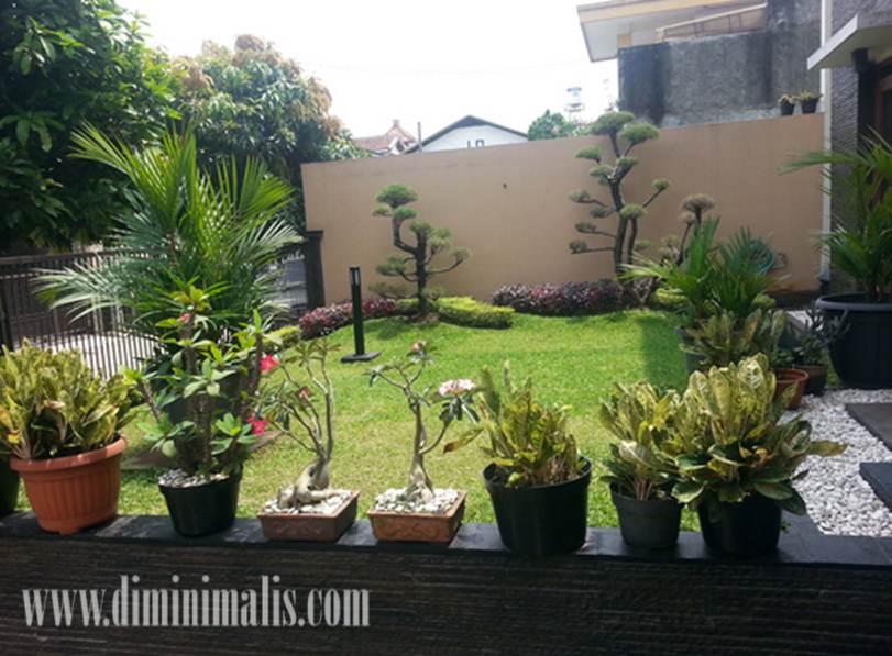 jenis tanaman untuk taman minimalis, jenis pohon taman minimalis, jenis tanaman buat taman minimalis, jenis tanaman pada taman minimalis, jenis tanaman untuk taman kecil, tanaman hias untuk taman kecil