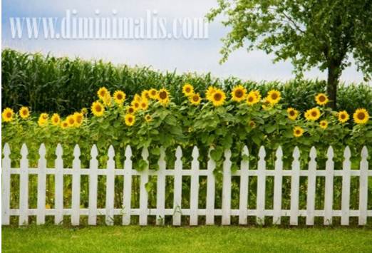 Halaman rumah minimalis