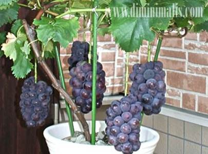 Tabulampot Taman Minimalis, taman depan rumah, tanaman buah dalam pot, tanaman buah di dalam pot