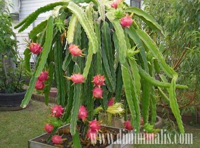 Melebatkan buah tabulampot, taman depan rumah, tanaman buah dalam pot, tanaman buah di dalam pot