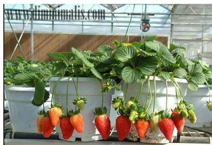 Manfaat Tabulampot, taman depan rumah, tanaman buah dalam pot, tanaman buah di dalam pot