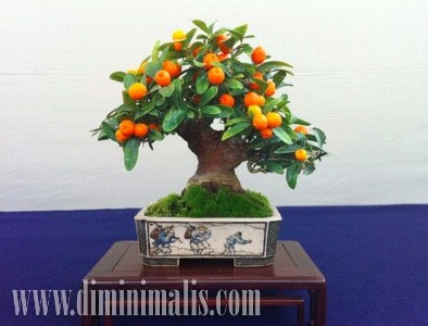merawat bonsai buah, cara membuat bonsai buah, bonsai buah mangga, cara membuat bonsai buah, cara membuat bonsai buah naga, cara membuat bonsai buah jeruk, cara membuat bonsai buah-buahan, pohon bonsai berbuah