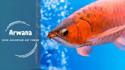 Ikan Akuarium Air Tawar