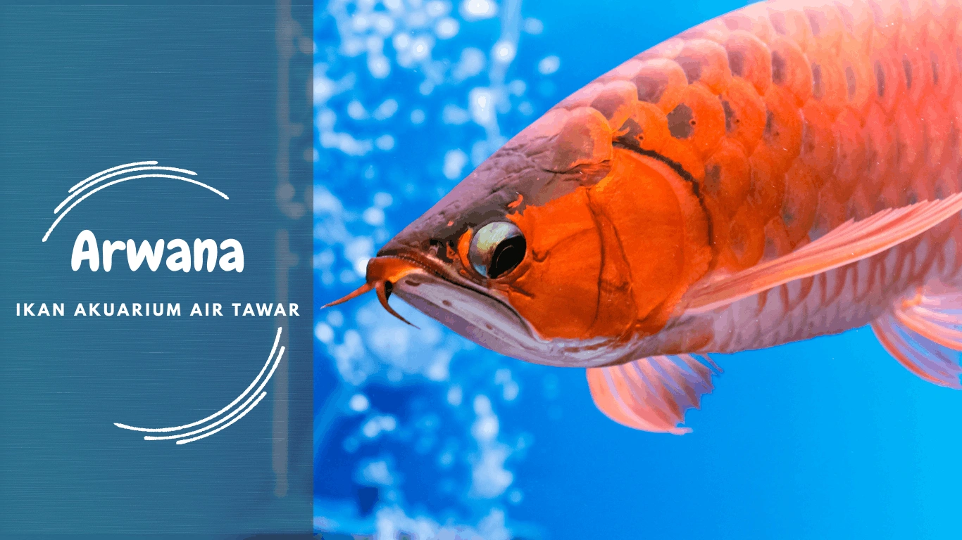 Ikan Akuarium Air Tawar