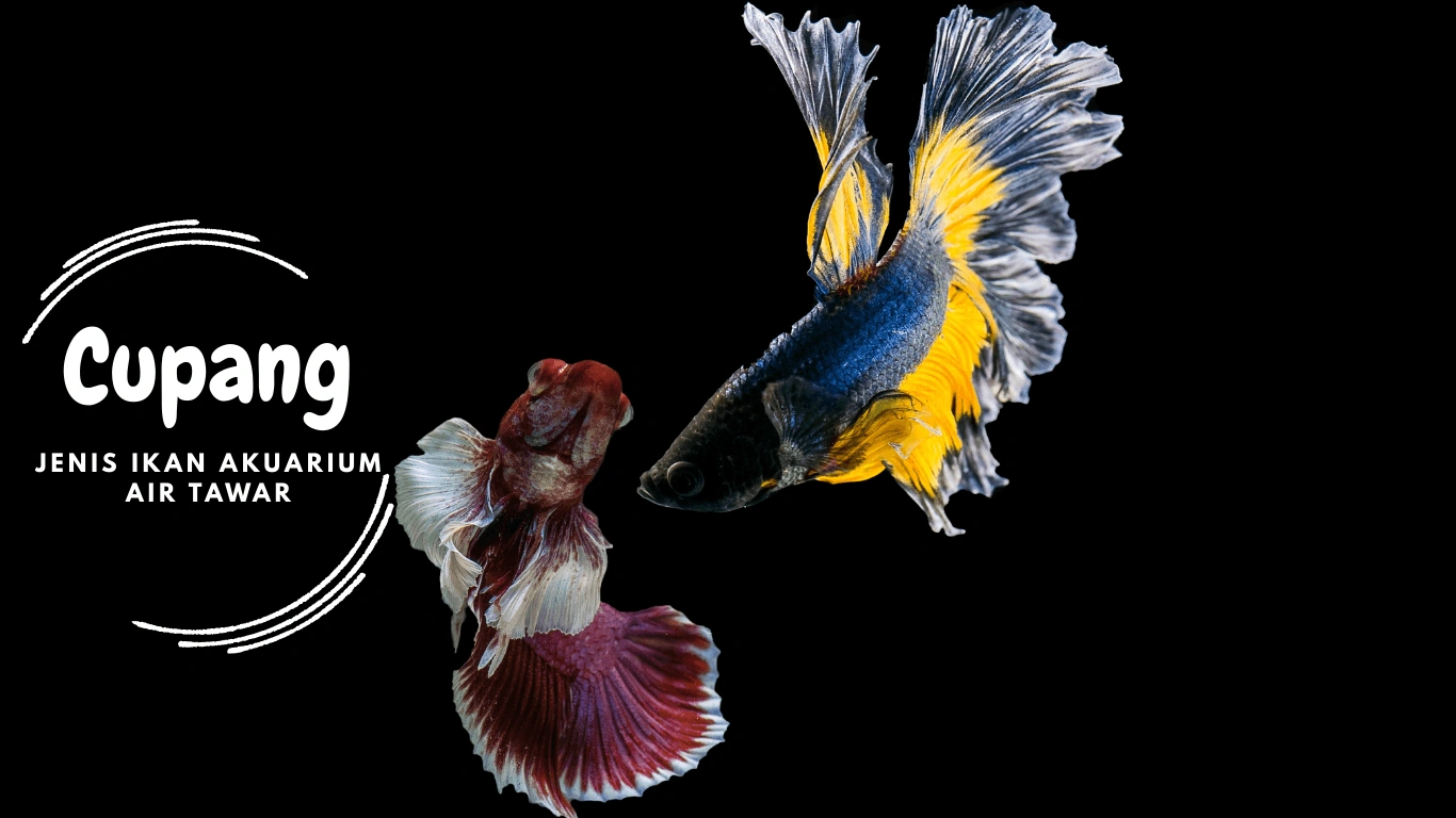 Jenis Ikan Akuarium Air Tawar