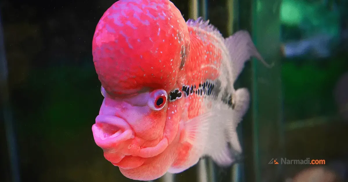 Jenis Ikan air tawar