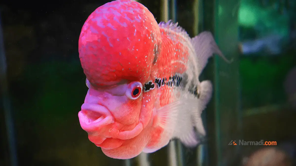 Jenis Ikan Air Tawar dan Gambarnya di Akuarium