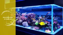 Tips Memelihara Ikan di Akuarium