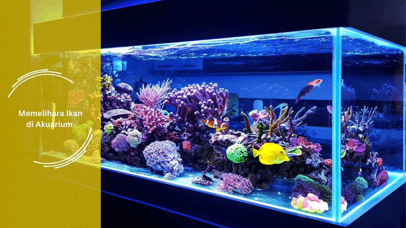 Tips Memelihara Ikan di Akuarium