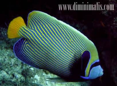 jenis ikan akuarium air laut, jenis ikan air laut untuk akuarium, jenis ikan akuarium air laut yang mudah dipelihara