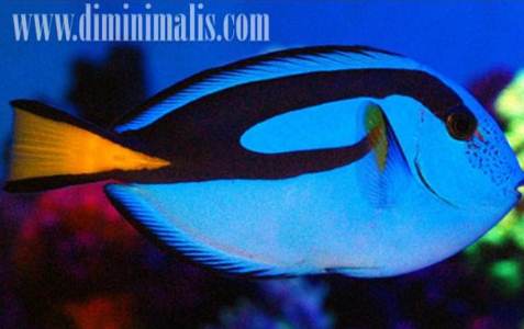 jenis ikan akuarium air laut, jenis ikan air laut untuk akuarium, jenis ikan akuarium air laut yang mudah dipelihara