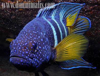 jenis ikan akuarium air laut, jenis ikan air laut untuk akuarium, jenis ikan akuarium air laut yang mudah dipelihara