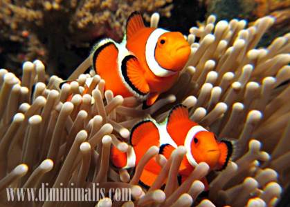 jenis ikan akuarium air laut, jenis ikan air laut untuk akuarium, jenis ikan akuarium air laut yang mudah dipelihara