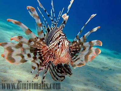 jenis ikan akuarium air laut, jenis ikan air laut untuk akuarium, jenis ikan akuarium air laut yang mudah dipelihara