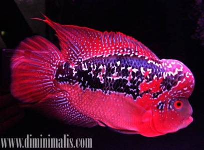 jenis ikan akuariuam air tawar, jenis ikan has air tawar, jenis ikan hias air tawar dan harganya