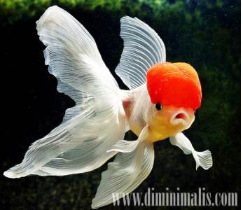 jenis ikan akuariuam air tawar, jenis ikan has air tawar, jenis ikan hias air tawar dan harganya