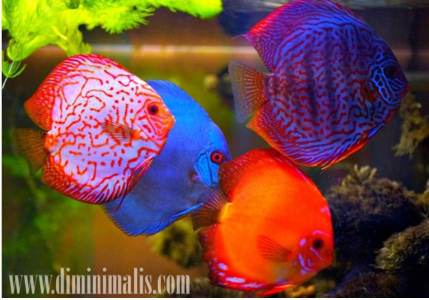 jenis ikan akuariuam air tawar, jenis ikan has air tawar, jenis ikan hias air tawar dan harganya