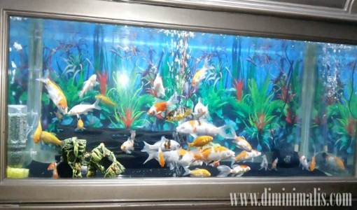 jenis ikan akuariuam air tawar, jenis ikan has air tawar, jenis ikan hias air tawar dan harganya