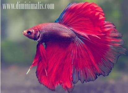 jenis ikan akuariuam air tawar, jenis ikan has air tawar, jenis ikan hias air tawar dan harganya