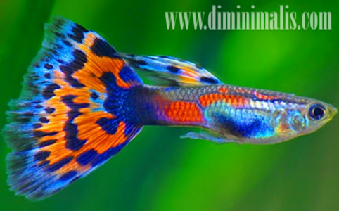 jenis ikan akuarium air tawar, jenis ikan has air tawar, jenis ikan hias air tawar dan harganya