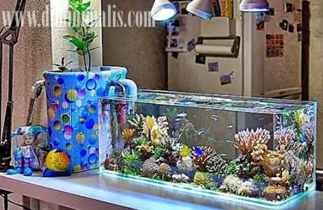 manfaat akuarium , manfaat akuarium dalam kamar, manfaat akuarium di dalam rumah