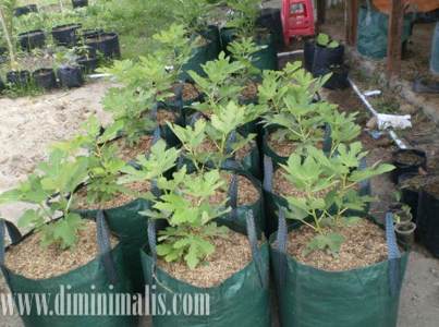 menanam tabulampot, menanam tabulampot mangga, menanam tabulampot anggur