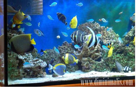  cara merawat akuarium air laut, cara merawat ikan akuarium air laut, cara membuat dan merawat akuarium air laut, 
