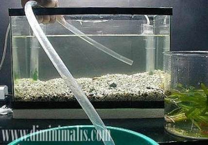 cara merawat akuarium air laut, cara merawat ikan akuarium air laut, cara membuat dan merawat akuarium air laut,