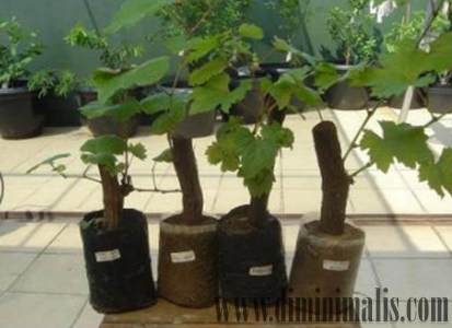 3 Tips Simpel Merawat Tabulampot Agar Sehat Berbuah Lebat