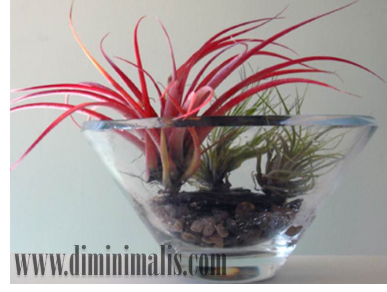 Tillandsia , air plant, bunga Tillandsia, cara merawat tanaman Tillandsia, harga tanaman Tillandsia