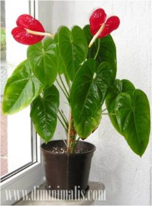 Tanaman hias indoor berbunga