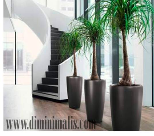 Memaksimalkan oksigen dalam ruangan, tanaman interior, tanaman dalam ruangan, tanaman dalam interior, tanaman hias mini dalam ruangan, tanaman hias mini dalam kamar tidur