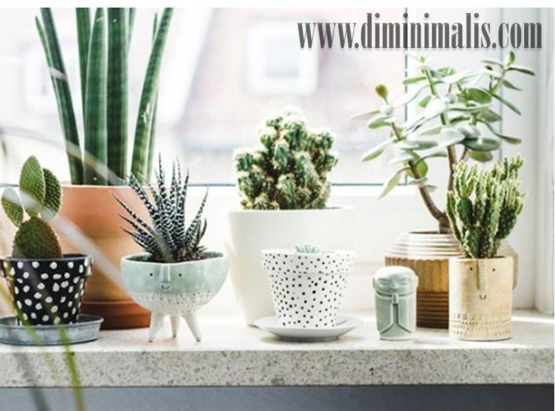 tanaman dalam interior, tanaman hias mini dalam ruangan, tanaman hias mini dalam kamar tidur