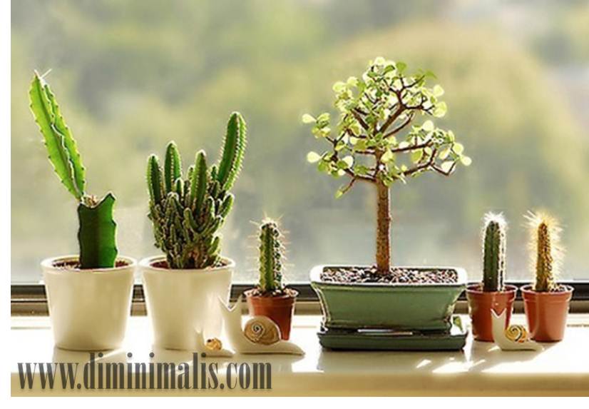 tanaman hias yang cocok diletakkan di kamar, tanaman hias yang cocok diletakkan di kamar tidur, tanaman hias dalam kamar tidur, tanaman di dalam rumah, manfaat tanaman di dalam rumah, tanaman hias mini dalam ruangan, tanaman hias dalam ruangan rumah, tanaman dalam interior, tanaman hias mini dalam ruangan, tanaman hias mini dalam kamar tidur