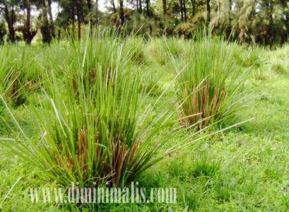 tanaman pengusir nyamuk, tanaman pengusir nyamuk paling ampuh, tanaman pengusir nyamuk alami