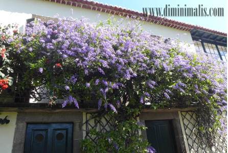 5 Ide agar Taman Halaman Rumah Minimalis Makin Indah