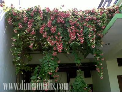 Tanaman rumah minimalis , tanaman rambat, tanaman rambat hias, tanaman merambat dinding