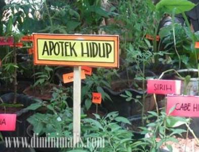 manfaat apotek hidup, manfaat apotik hidup bagi manusia, pengertian apotek hidup