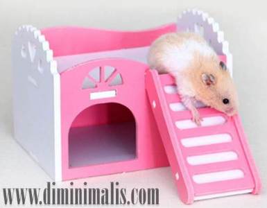 Hewan Peliharaan Cantik, nama Hewan Peliharaan Cantik, jenis Hewan Peliharaan di rumah