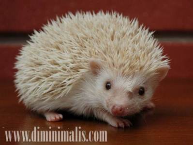 Hewan Peliharaan Cantik, nama Hewan Peliharaan Cantik, jenis Hewan Peliharaan di rumah