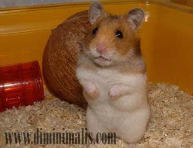 Hewan Peliharaan Cantik, nama Hewan Peliharaan Cantik, jenis Hewan Peliharaan di rumah