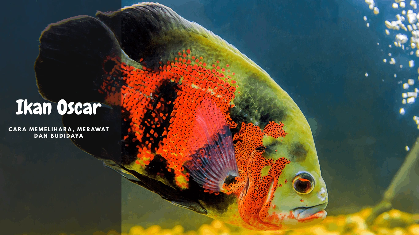 ikan oscar