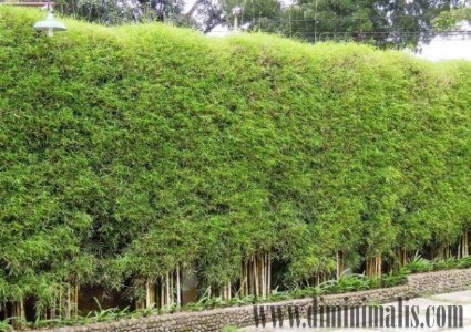 jenis bambu hias, jenis pohon bambu hias, bambu hias mini