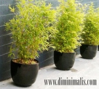 jenis bambu hias, jenis pohon bambu hias, bambu hias mini