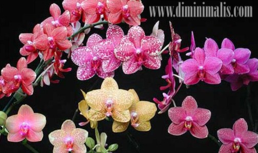 merawat anggrek bulan, merawat bunga anggrek bulan, cara merawat anggrek bulan agar rajin berbunga