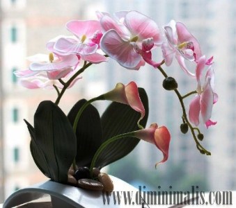 merawat anggrek bulan, merawat bunga anggrek bulan, cara merawat anggrek bulan agar rajin berbunga